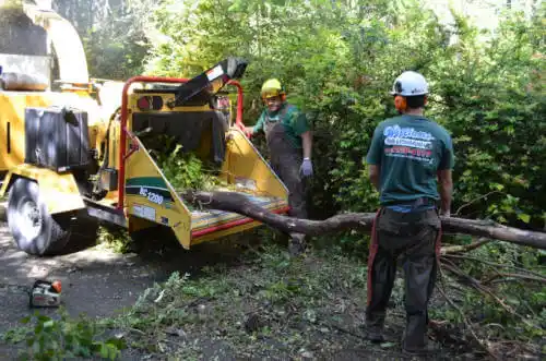 tree services Chesterfield